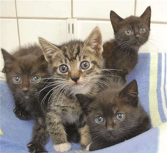 Chinchillas und Katzen- kinder suchen neues Zuhause