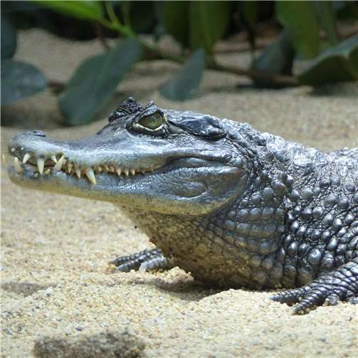 Zootier des Jahres 2021: Das Krokodil