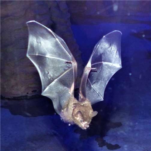 Machen die Nacht zum Tag: Fledermäuse im Zoo Neuwied