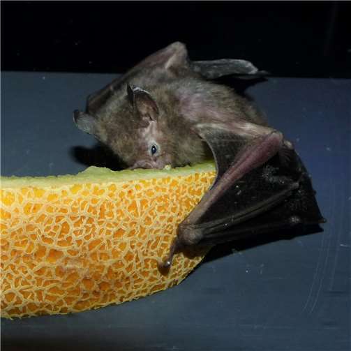 Machen die Nacht zum Tag: Fledermäuse im Zoo Neuwied 