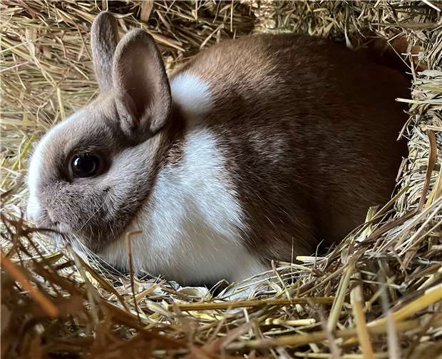 Die Kaninchen Rosalind und Elsie suchen ein zu Hause Die Kaninchen Rosalind und Elsie suchen ein zu Hause