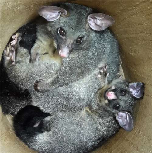 Nachwuchs bei den Fuchskusus 