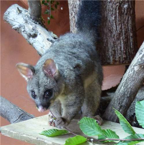 Nachwuchs bei den Fuchskusus 