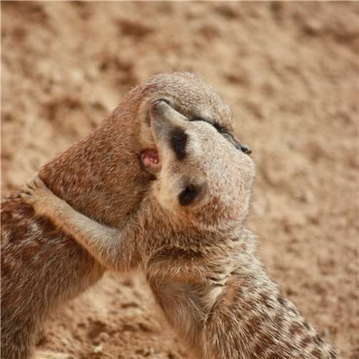 Nachwuchs bei den Erdmännchen 