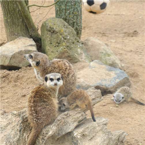 Nachwuchs bei den Erdmännchen 