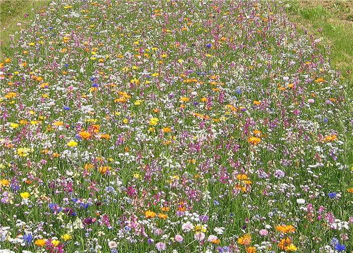 Ein Herz für Insekten zeigen 