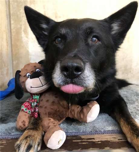 Wie finanziert sich moderner Tierschutz? 