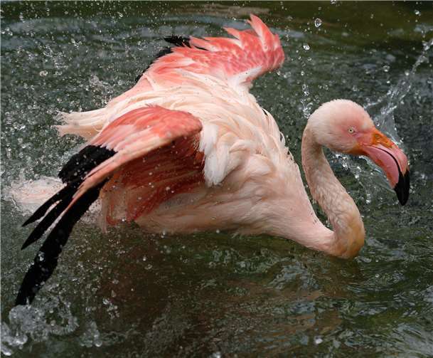 Flamingos im Zoo Neuwied 