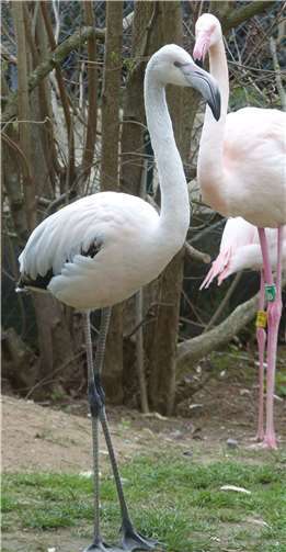 Flamingos im Zoo Neuwied 