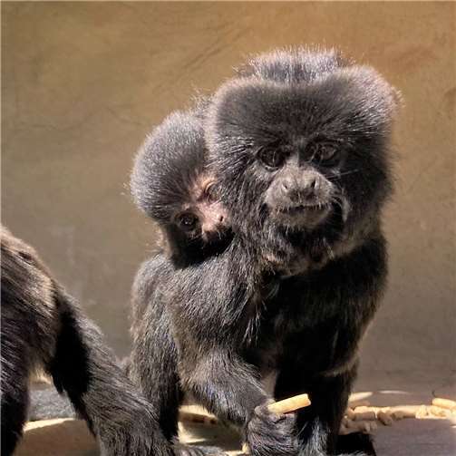 Nachwuchs im Doppelpack