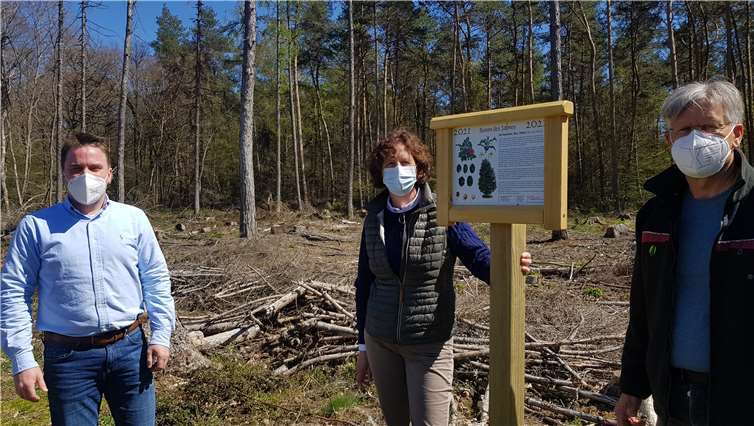 Die Stechpalme ist Baum des Jahres 2021