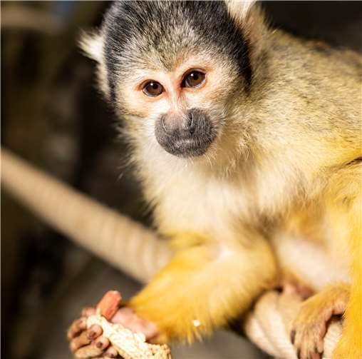 Zoos verstärken Artenschutzengagement deutlich 