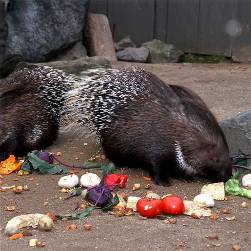 Zooführungen und Kindergeburtstage sind wieder möglich