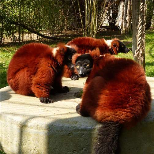 Wechsel bei den Roten Varis