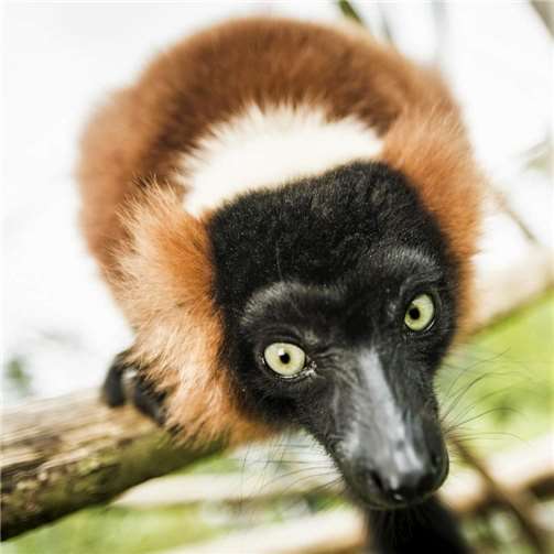 Wechsel bei den Roten Varis 