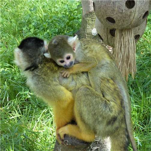 Familienzuwachs bei den Totenkopfäffchen 