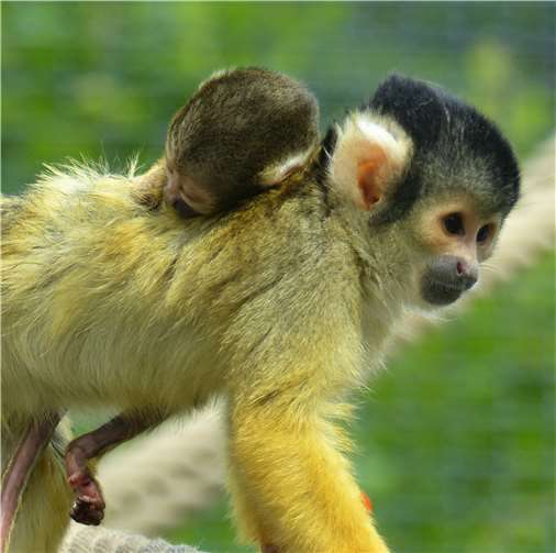 Familienzuwachs bei den Totenkopfäffchen 