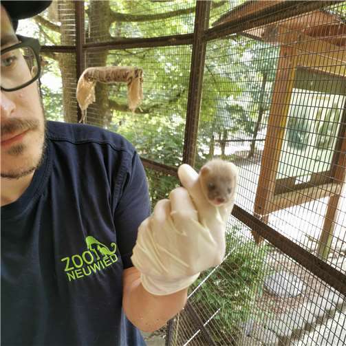 Kleine Raubtiere – Großer Wurf 