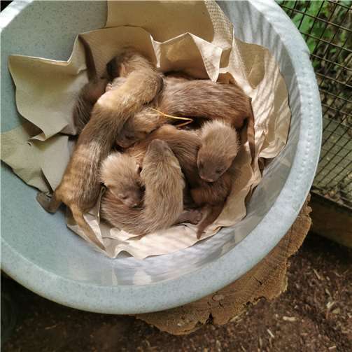 Kleine Raubtiere – Großer Wurf 