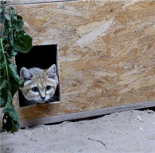 Kindchenschema par excellence