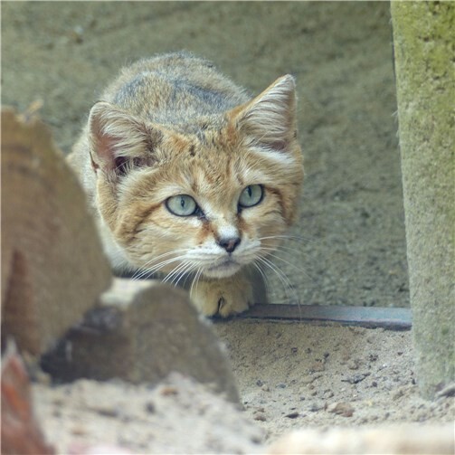 Kindchenschema par excellence 