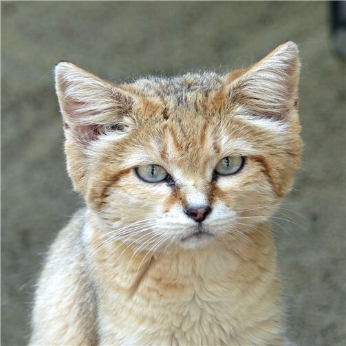 Kindchenschema par excellence 