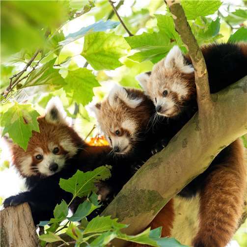 Ein längeres Leben und mehr Erfolg bei der Aufzucht von Jungtieren 