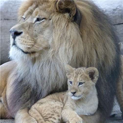 Ein längeres Leben und mehr Erfolg bei der Aufzucht von Jungtieren 
