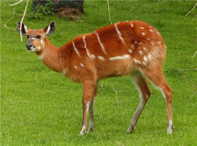 Kein Reh, sondern eine Antilope