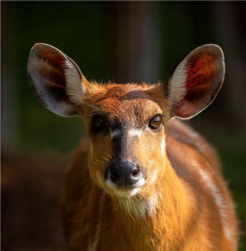 Kein Reh, sondern eine Antilope 