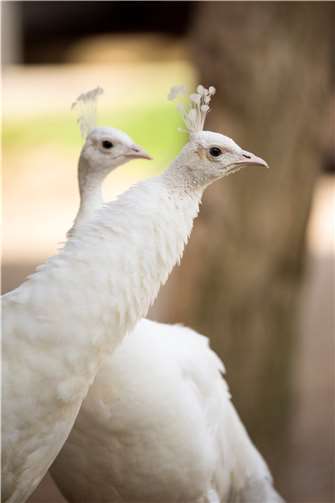 Auch in Weiß sind sie eine Pracht 