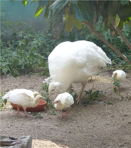 Auch in Weiß sind sie eine Pracht 