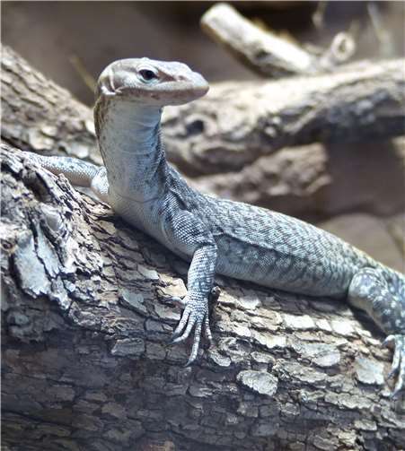 Anlass zur Freude bei den Trauerwaranen 