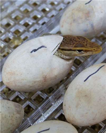 Anlass zur Freude bei den Trauerwaranen 