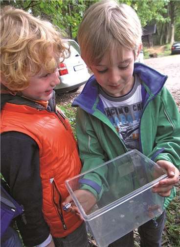 Steinläufer, Schnurfüßer, Kugelassel und Co.