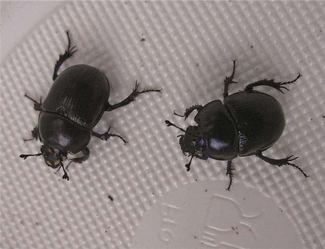 Steinläufer, Schnurfüßer, Kugelassel und Co. 