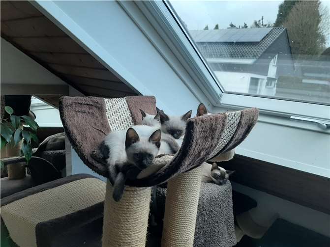 Wer gibt süßen Tieren ein neues Zuhause? 