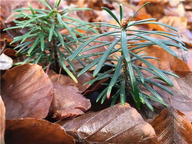 Klimastabile zukunftsfähige Wälder sind arten- und strukturreich 