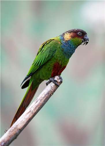 Buntes Treiben im Februargrau, auch ohne Fastnacht 