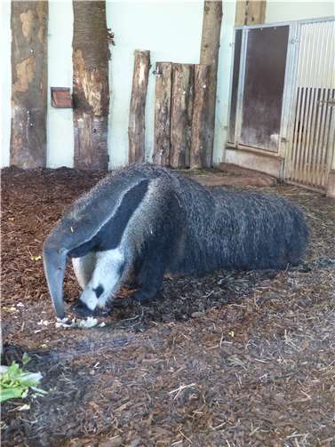 Australien trifft Südamerika 