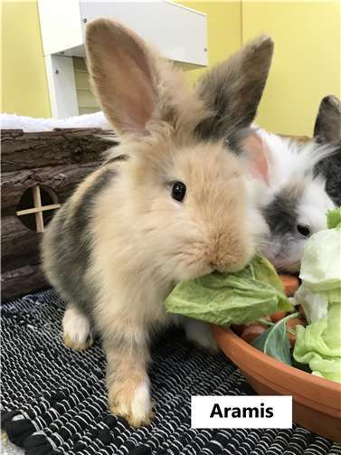 Süße Fellnasen suchen ein Zuhause 