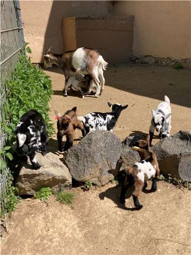 Vom Streichelzoo zum Kindergarten