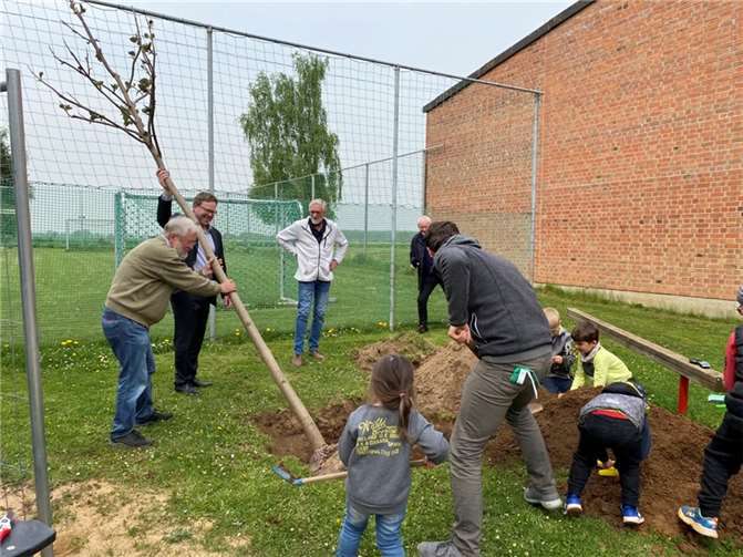 Drei Bäume für Niederdrees 