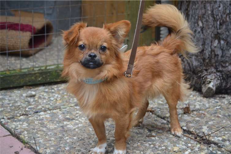 Kleiner Rüde wartet auf sein Herrchen