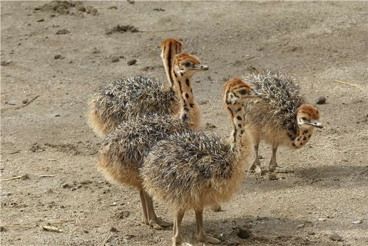 Nach 15 Jahren Pause: Straußenküken im Zoo 