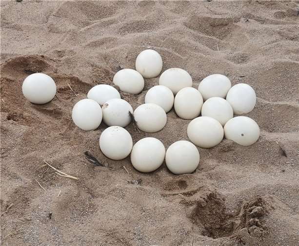 Nach 15 Jahren Pause: Straußenküken im Zoo 