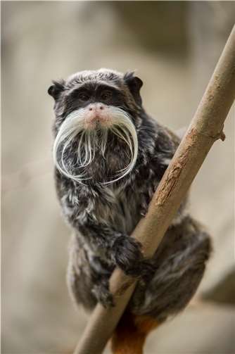 Eine schrecklich nette Familie: Die Krallenaffen 