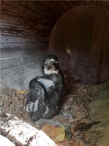 Nachwuchs bei Bonnie und Clyde 
