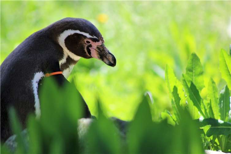 Pinguine in Sommerlaune 