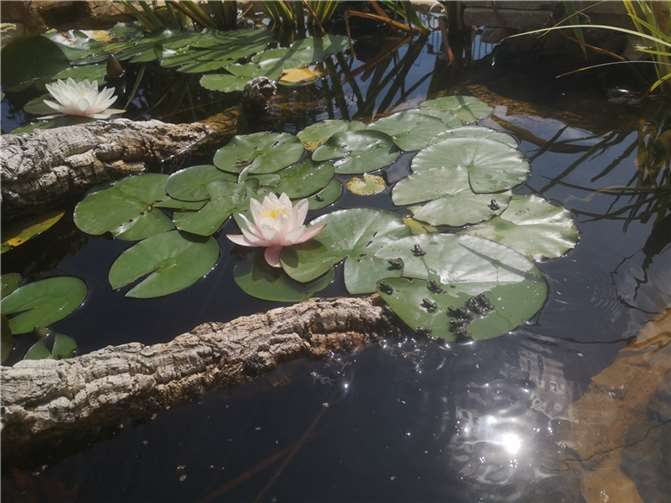 Unkenrufe: Ein Grund zur Freude 